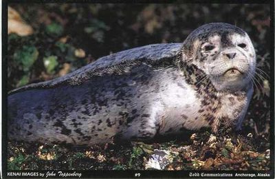 009 Harbor Seal