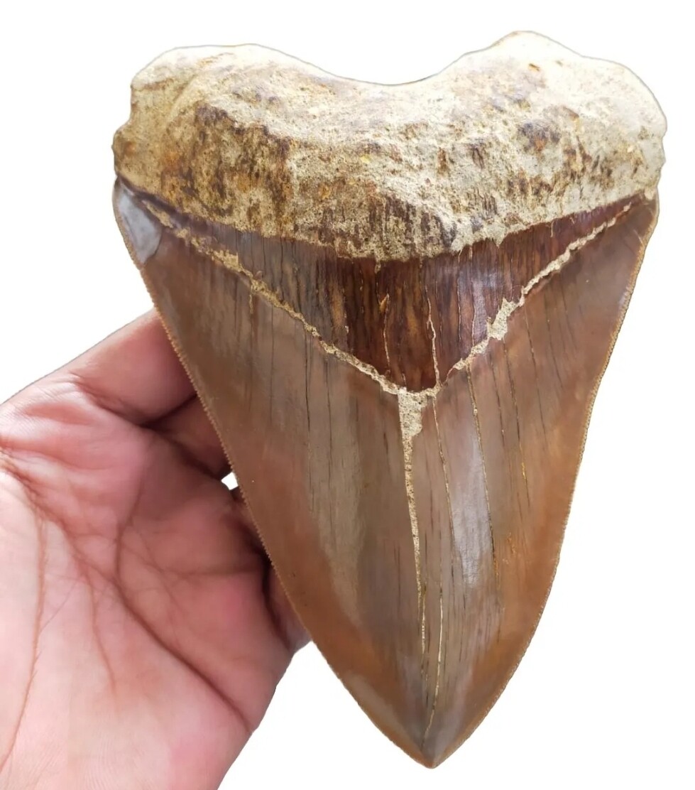 Megalodon Shark Tooth 5.91" (15.01cm)