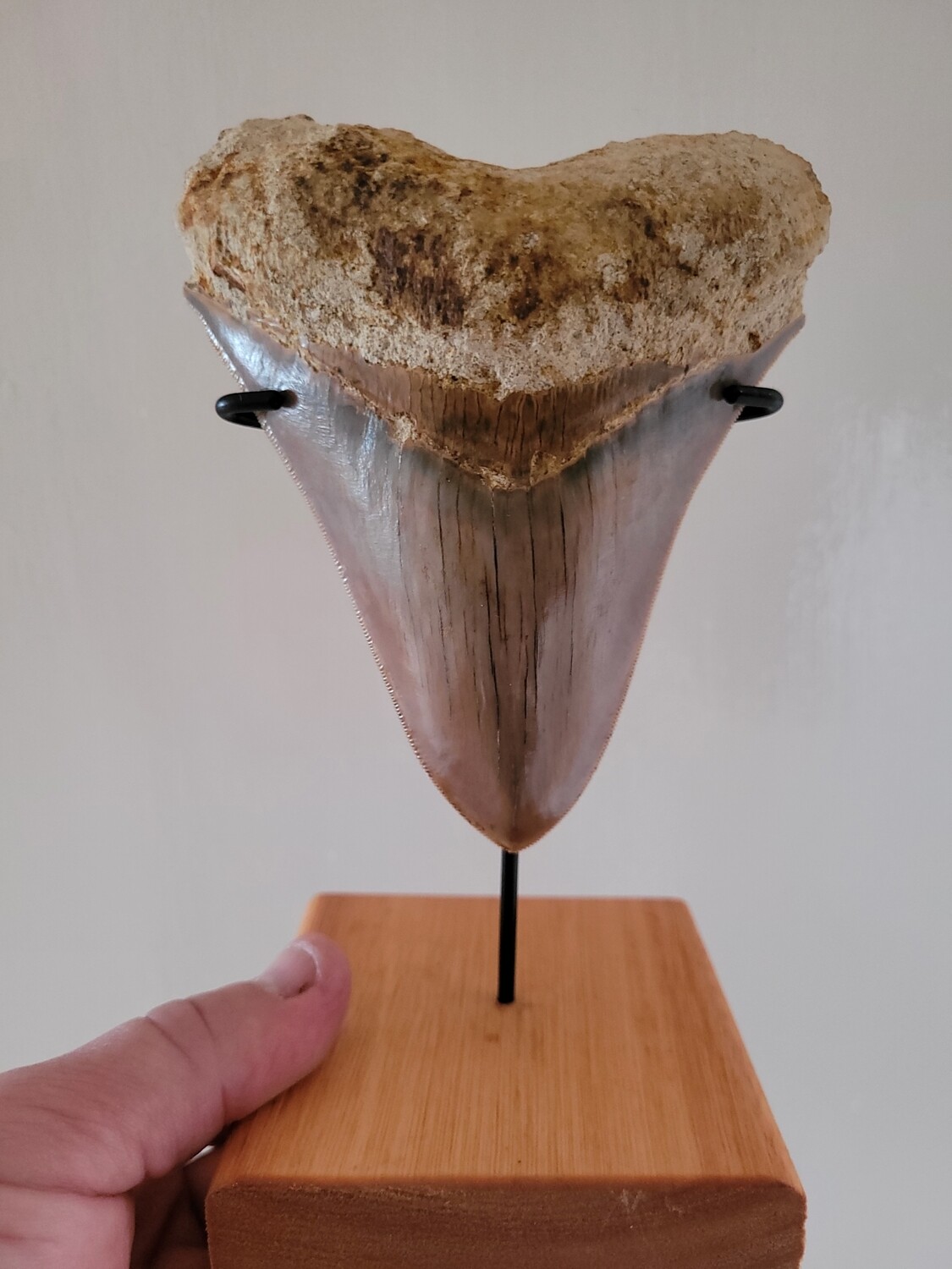 Megalodon Shark Tooth 5.27 inches (13.38cm)