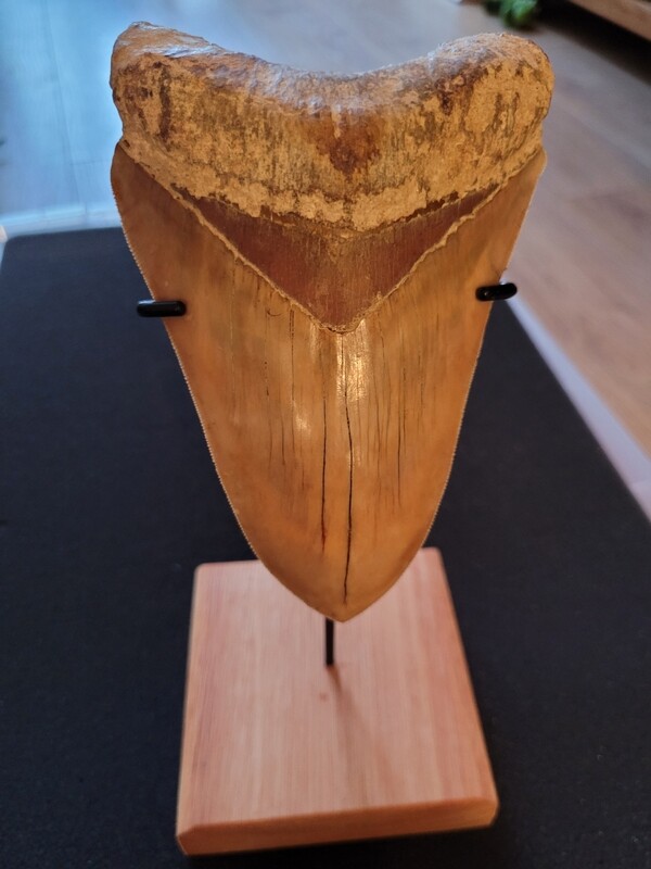 Megalodon Shark Tooth 5.42 inches (13.77cm)