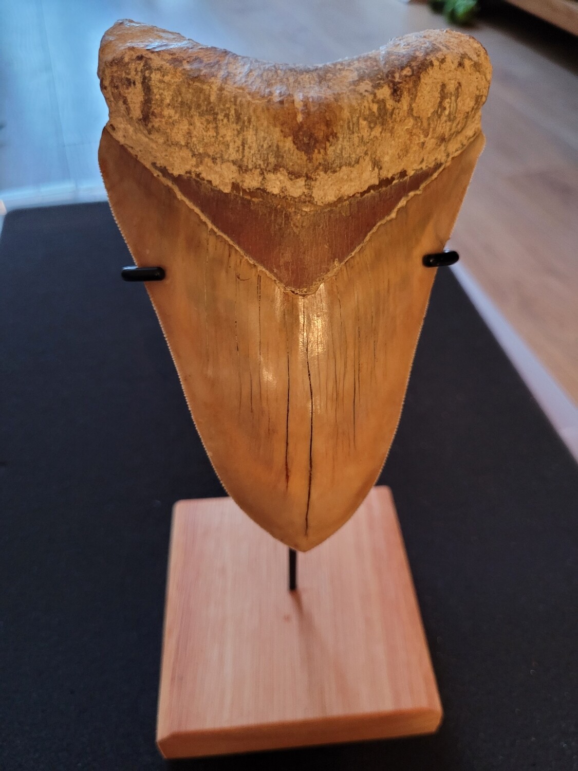 Megalodon Shark Tooth 5.42 inches (13.77cm)