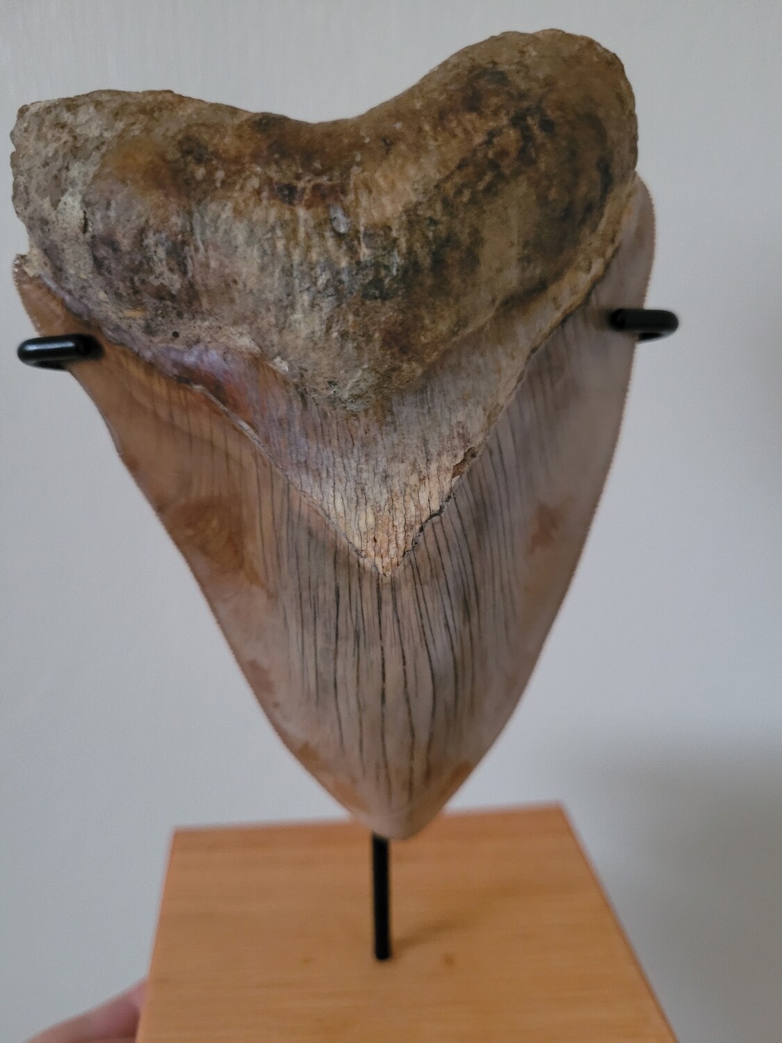 Megalodon Shark Tooth 4.94" (12.55cm)