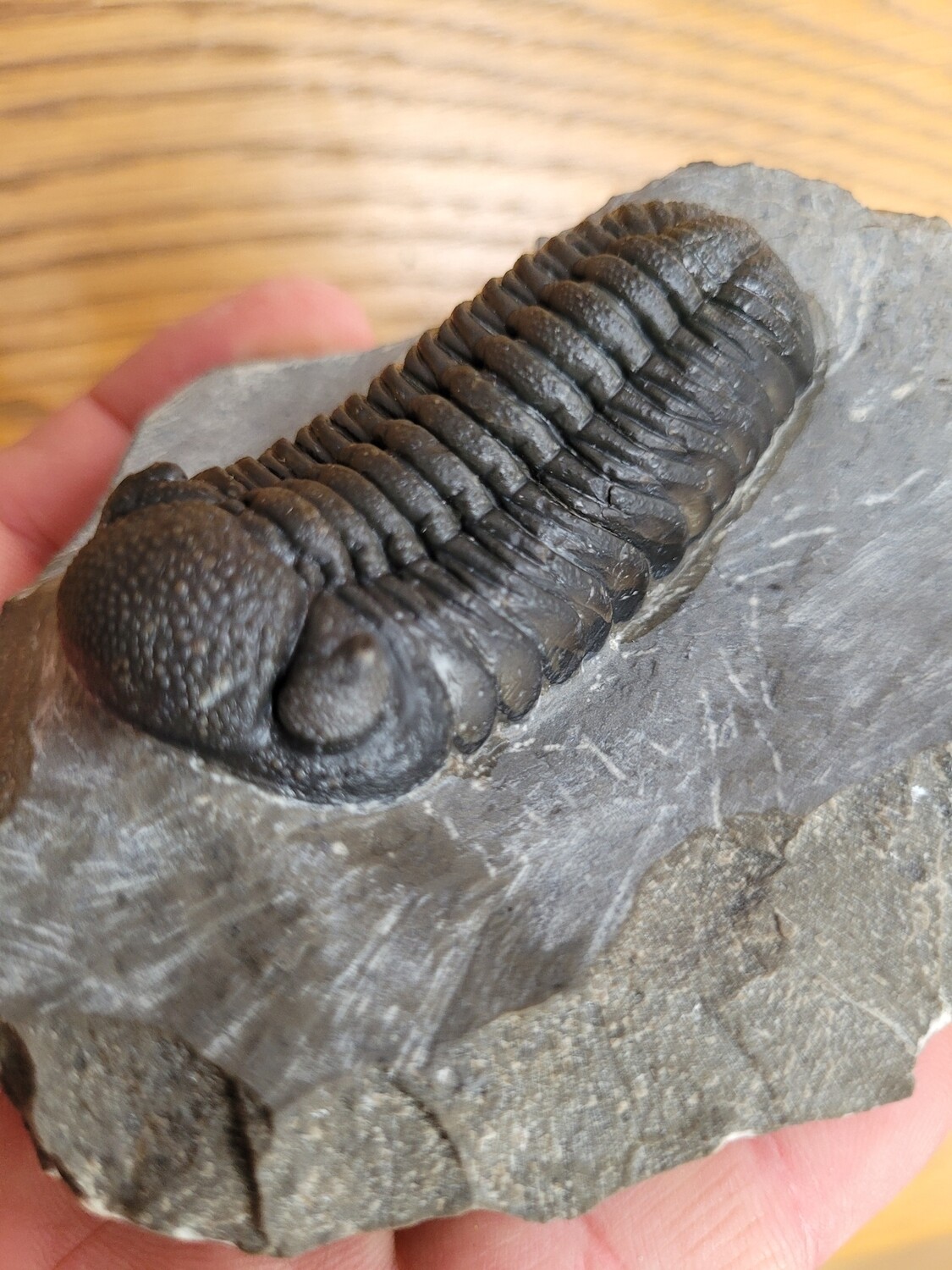 Trilobite Hypsipariops
