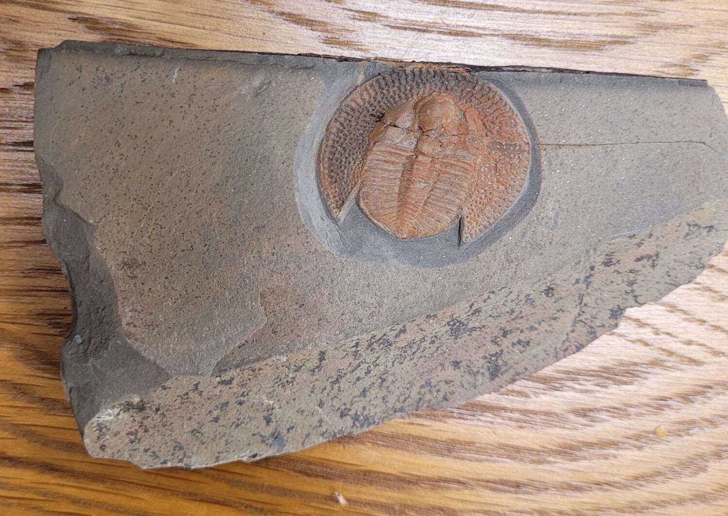 Trilobite Declivolithus