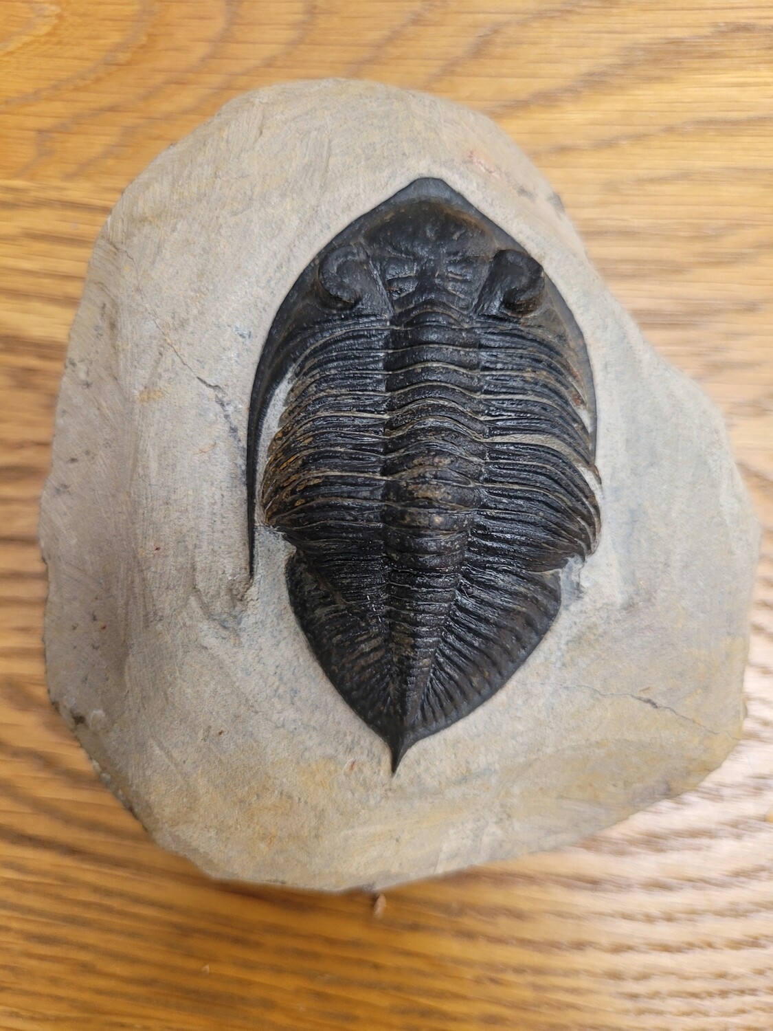 Trilobite Zlichovaspis odontochile