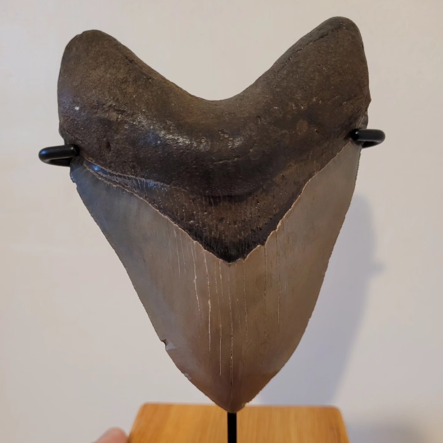 Megalodon Shark Tooth 4.69 inches (11.91cm)
