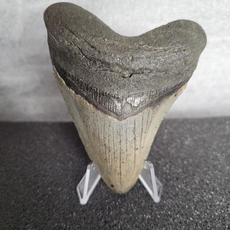 Megalodon Shark Tooth 3.95 inches (10.03cm)