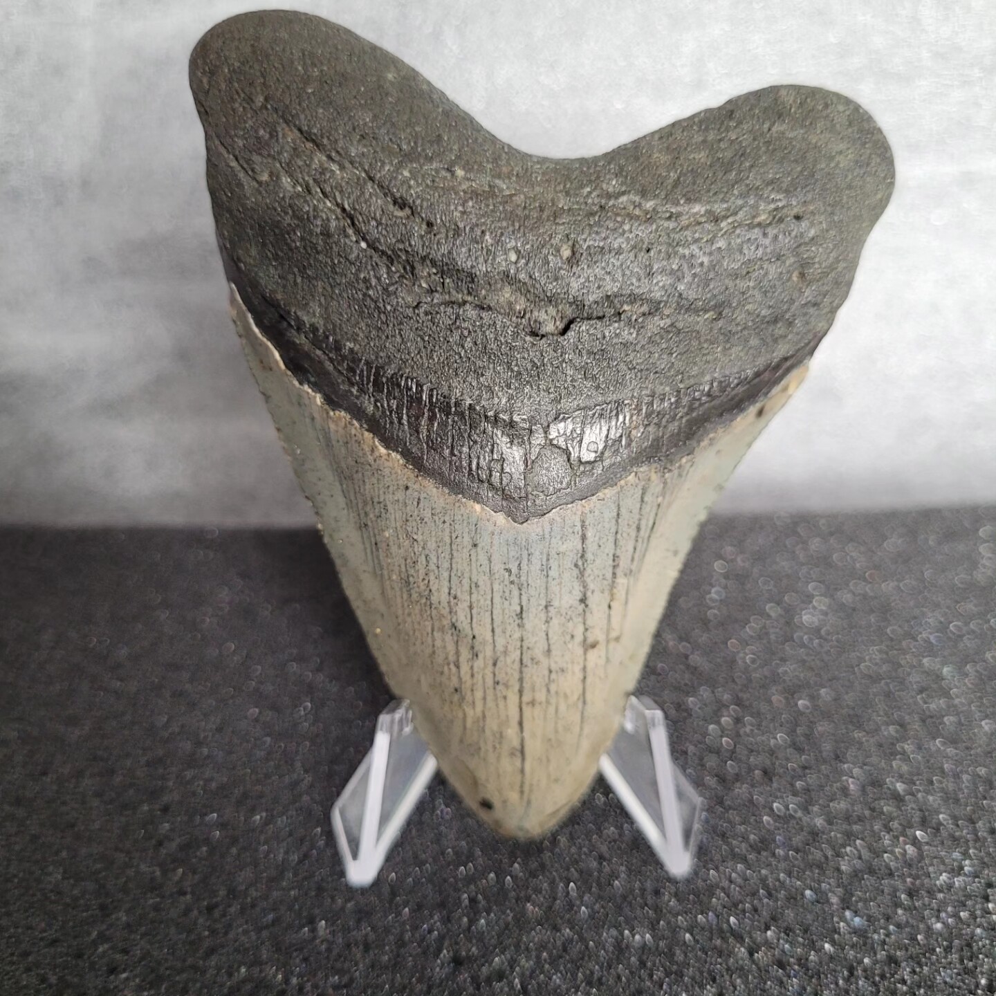 Megalodon Shark Tooth 3.95 inches (10.03cm)