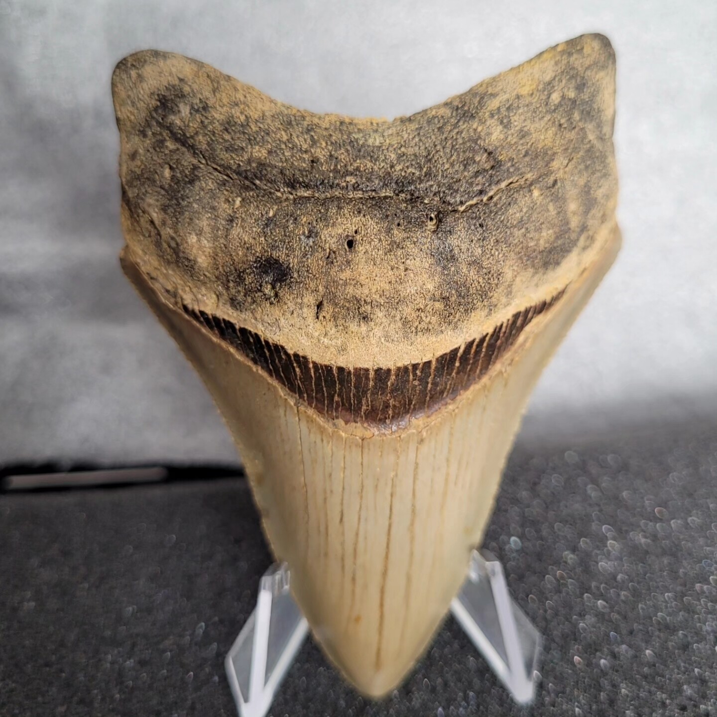 Megalodon Shark Tooth 3.75 inches (9.23cm)