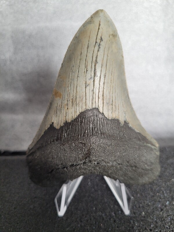 Megalodon Shark Tooth 3.91 inches (9.60cm)