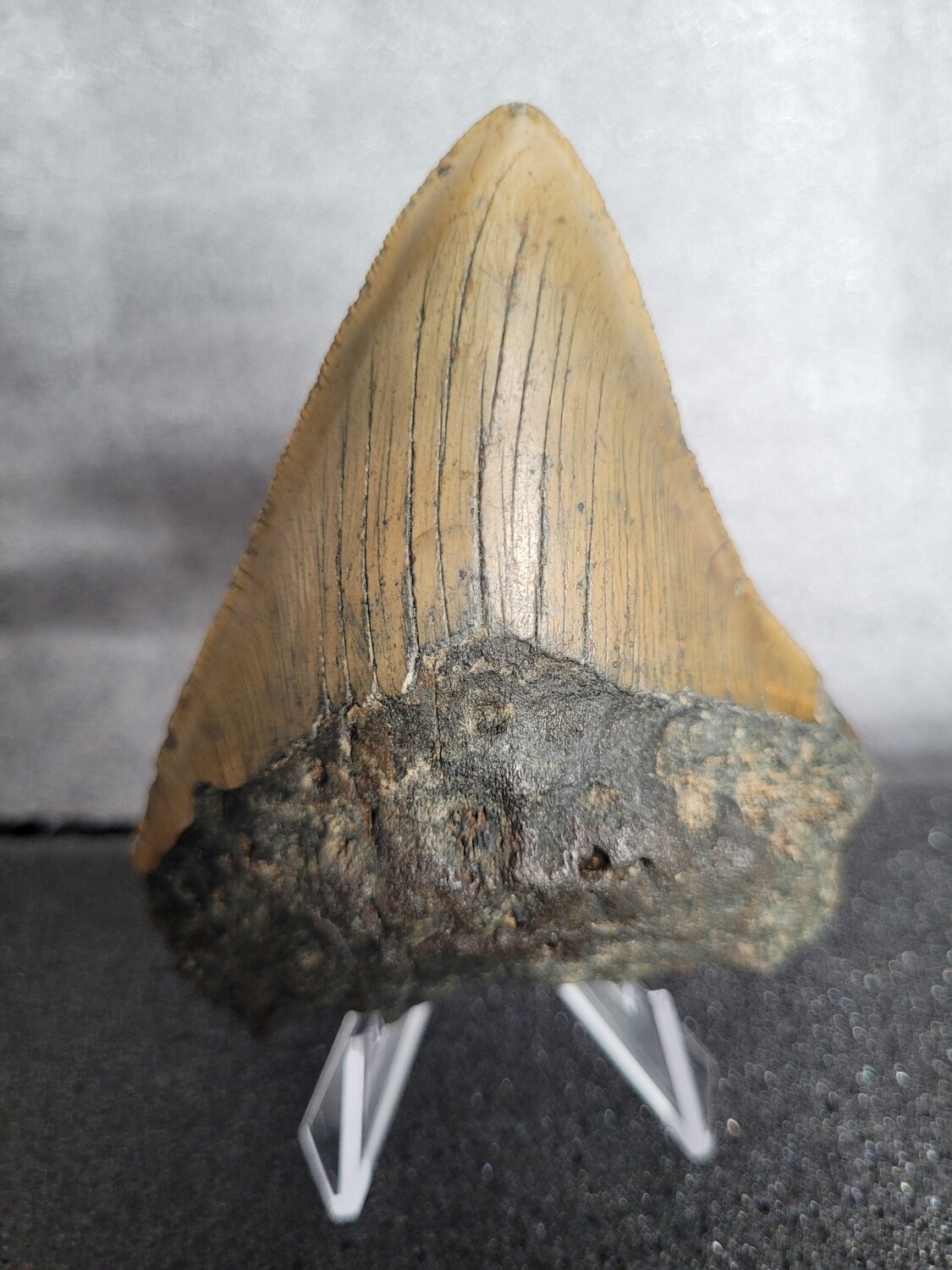 Megalodon Shark Tooth 3.91 inches (9.93cm)