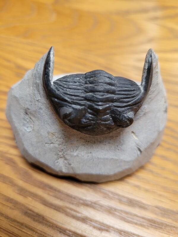Trilobite Hollardops