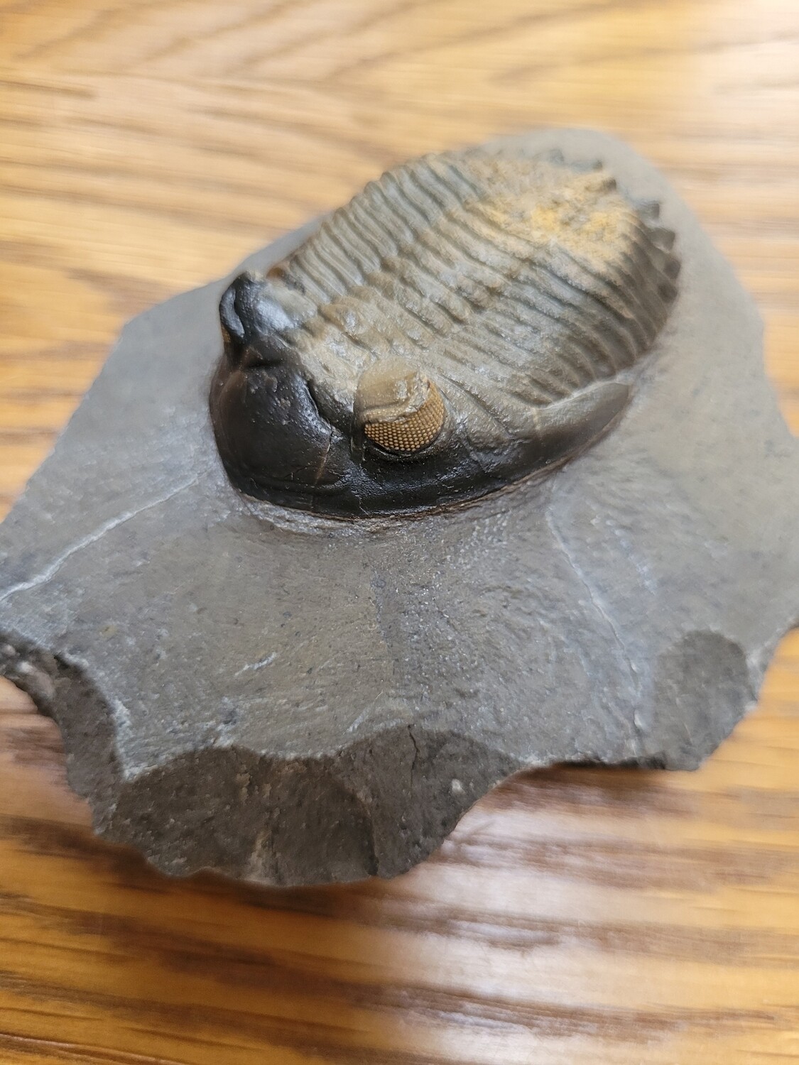 Trilobite Hollardops