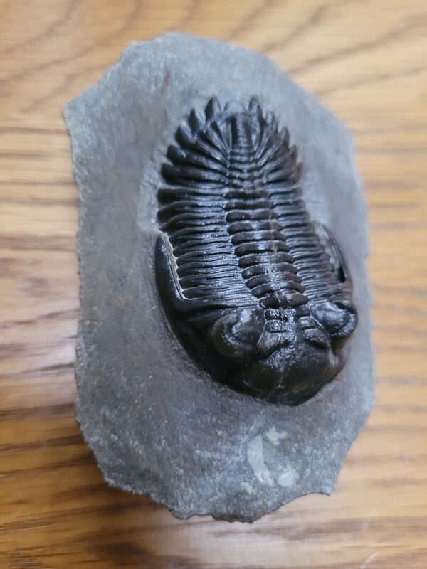 Trilobite Hollardops