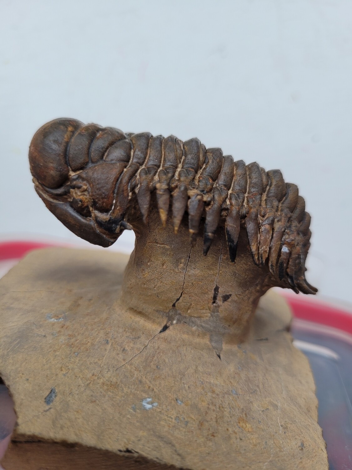 Trilobite Crotalocephalus