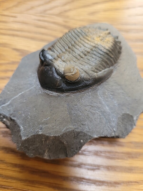 Trilobite Hollardops