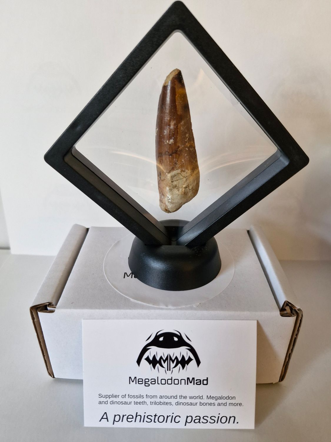 Spinosaurus Tooth Fossil in display case.