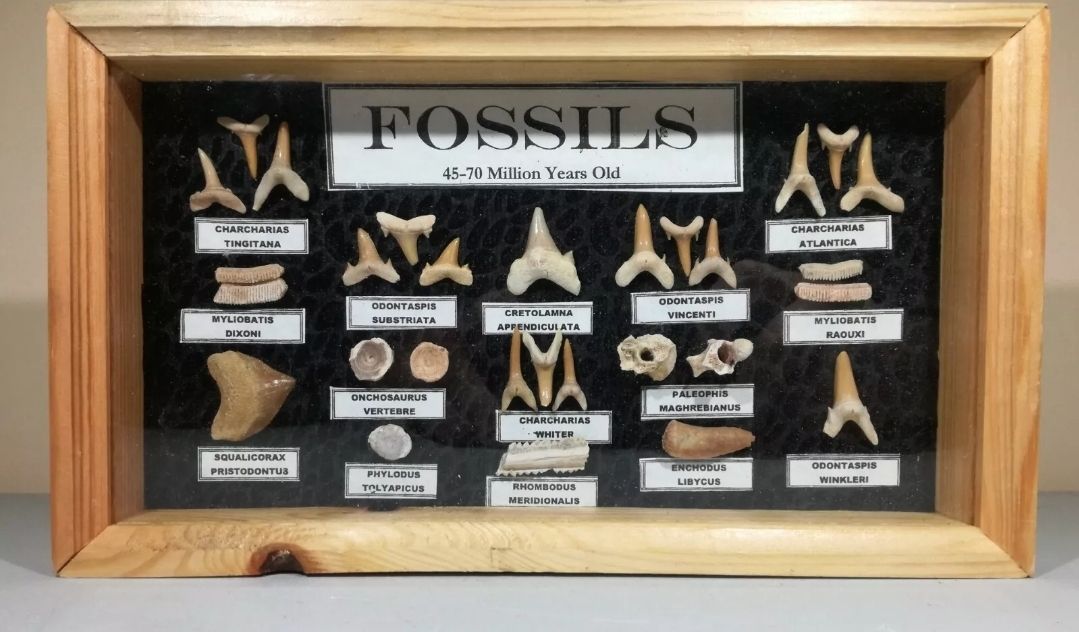 Framed fossil collection.