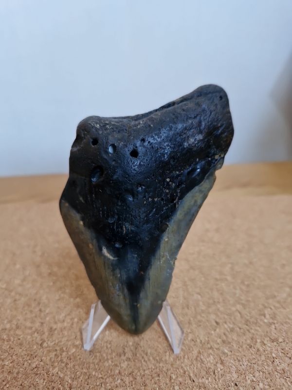 Megalodon Shark Tooth 4.31 inches (10.95cm)