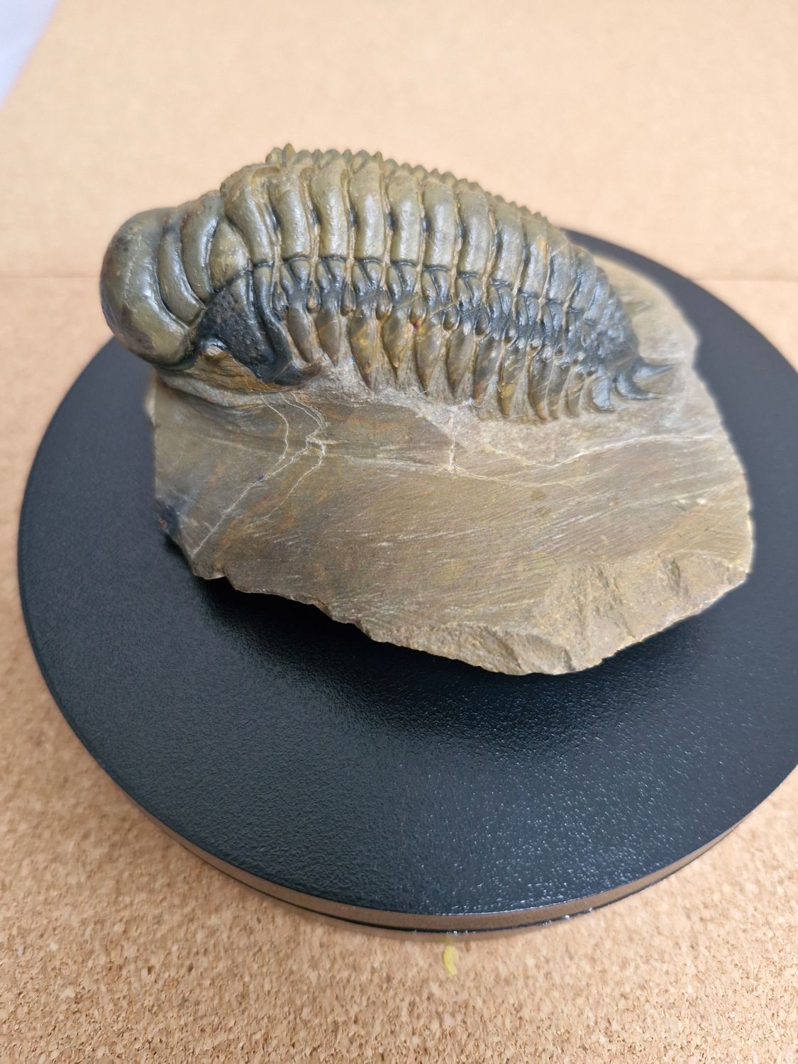 Trilobite Crotalocephalina