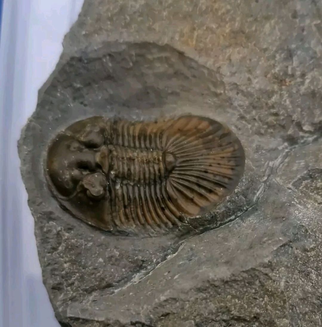 Trilobite Scutellum.