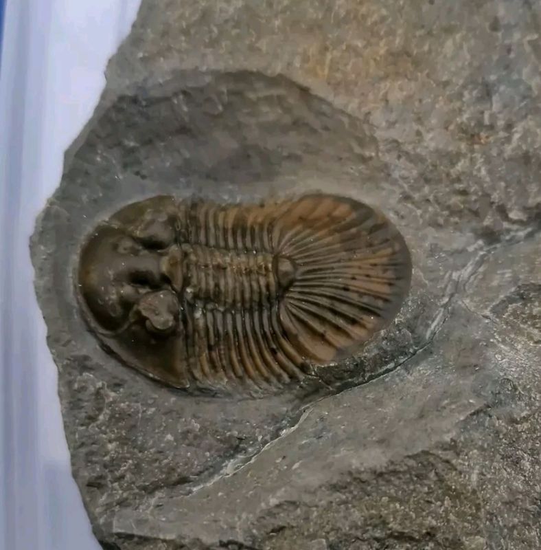 Trilobite Scutellum.