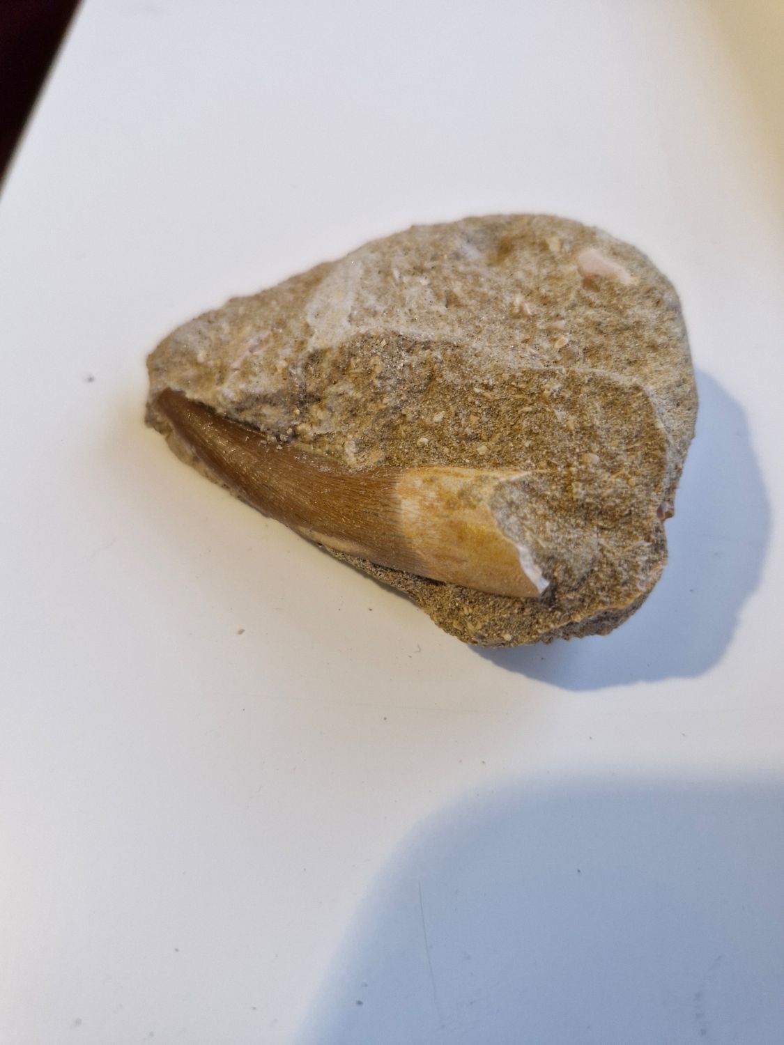 Plesiosaurus tooth in matrix.