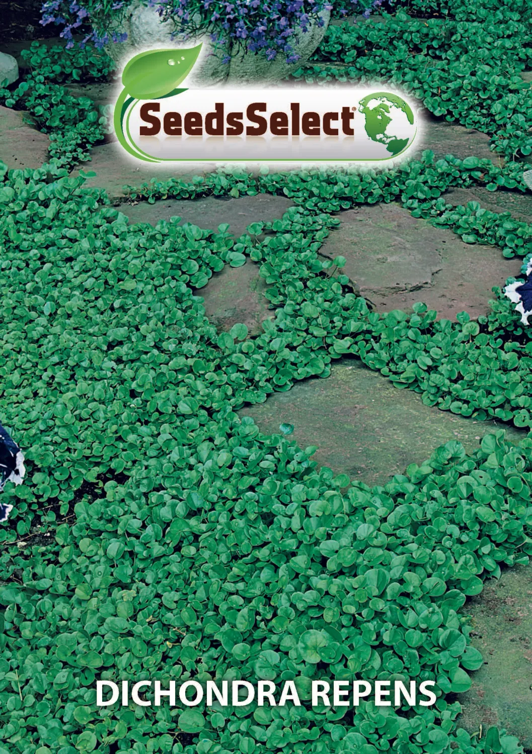 Dichondra Repens - Barattolo - 500 gr