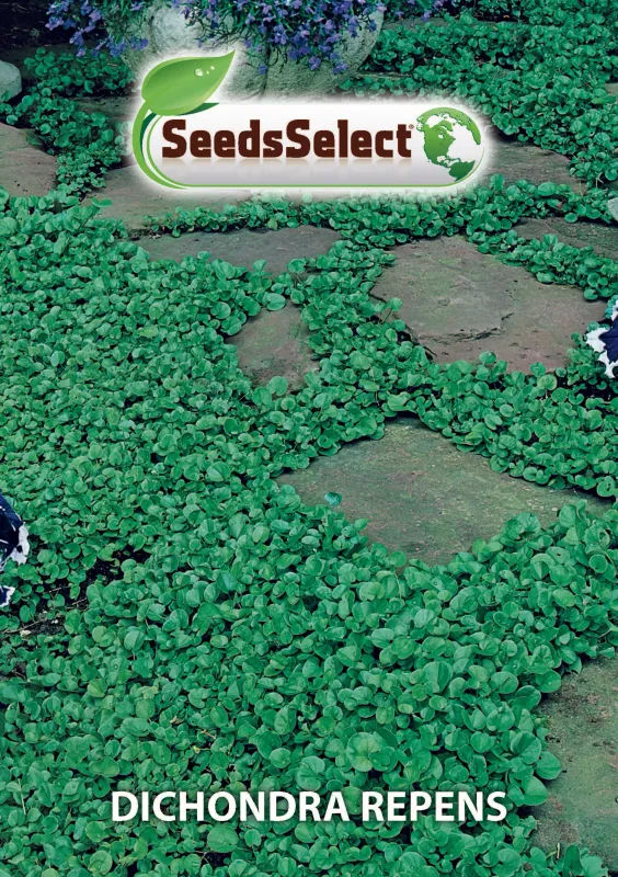 Dichondra Repens - Barattolo - 500 gr