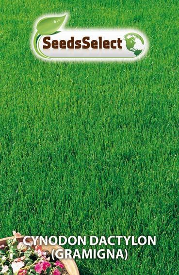 Cynodon Dactylon (Gramigna) - Gr. 500
