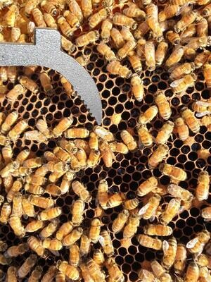 Beehive Frames