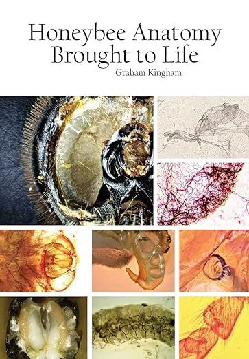 Honeybee anatomy brought to life by Graham Kingham