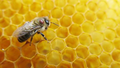 Varroa and other Pest Management Tools and Treatments