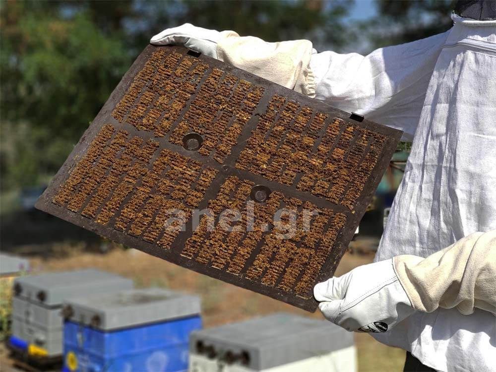 Propolis Collection Screen Hard ANEL with Holes for Feeding Langstroth/Dadant 10