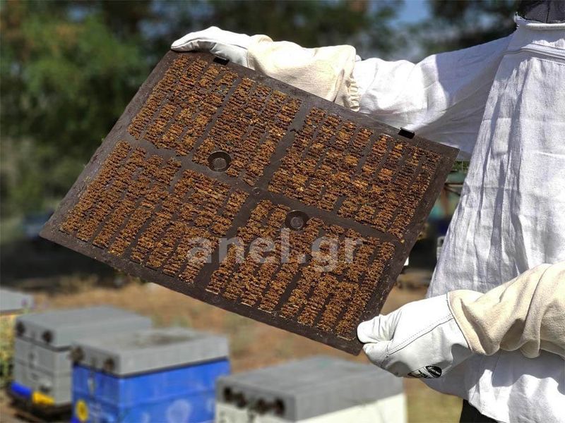Propolis Collection Screen Hard ANEL with Holes for Feeding Langstroth/Dadant 10