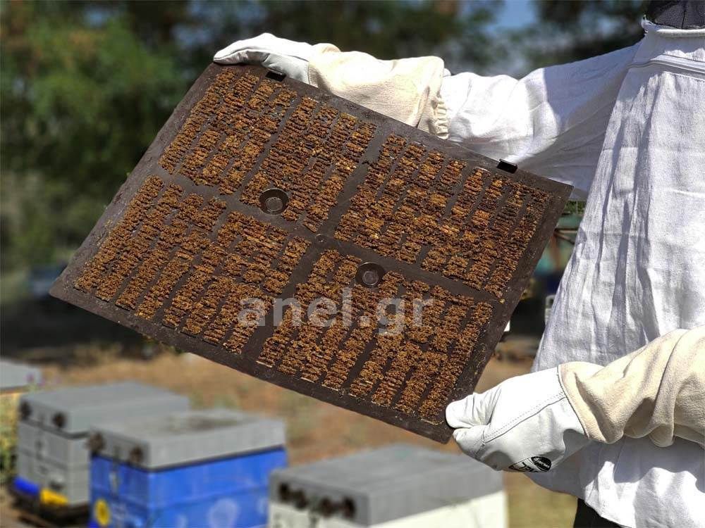 Soft Propolis Collection Screen GREY ANEL with Holes for Feeding Langstroth/Dadant10