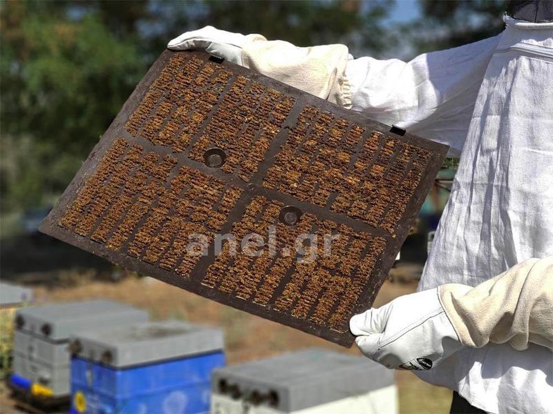Soft Propolis Collection Screen GREY ANEL with Holes for Feeding Langstroth/Dadant10