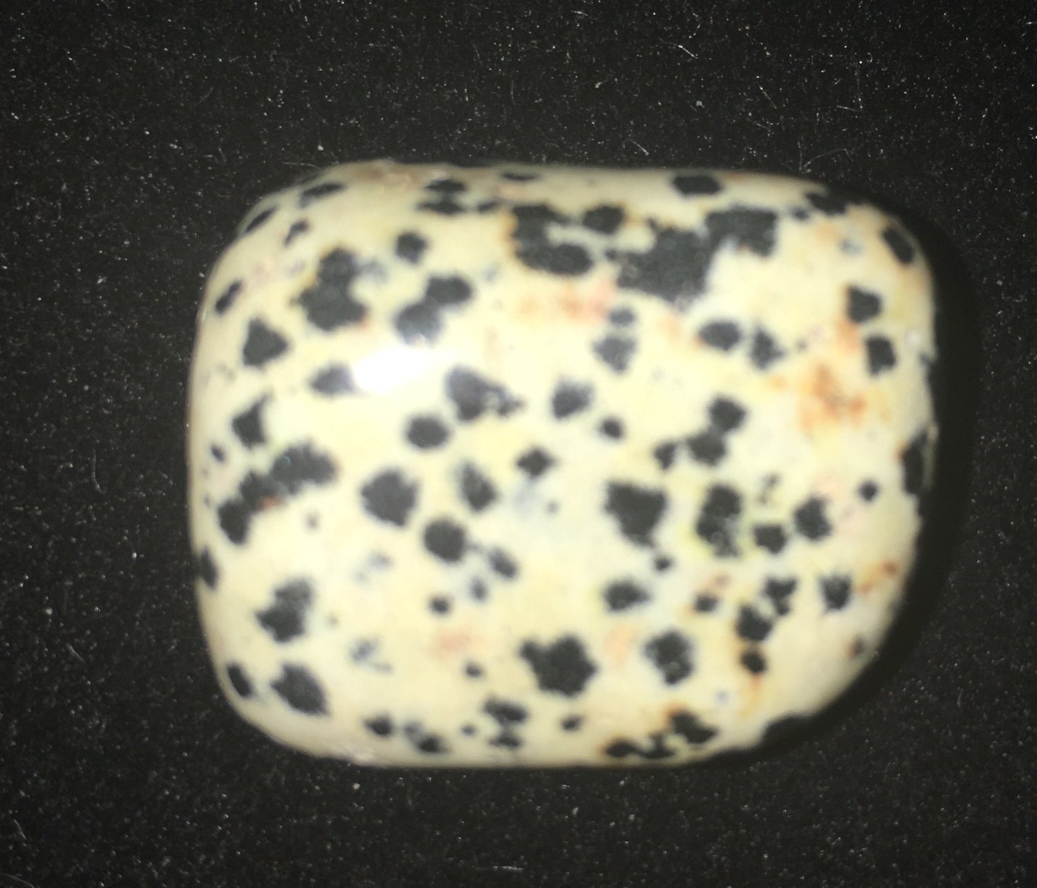 Dalmation Jasper