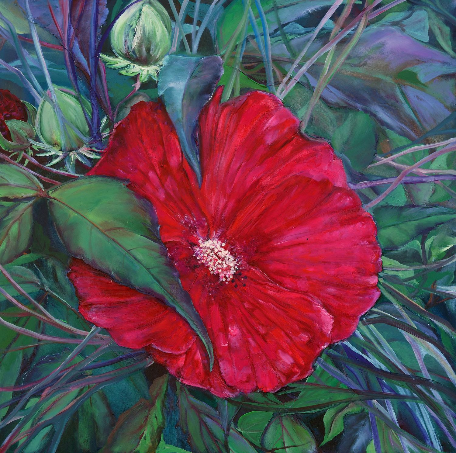 Midnight Marvel Hibiscus