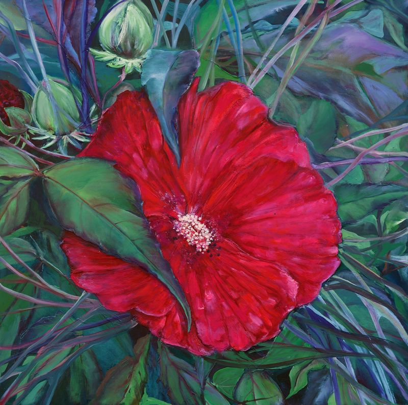 Midnight Marvel Hibiscus