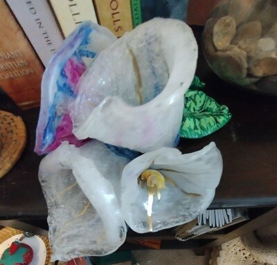 Calla