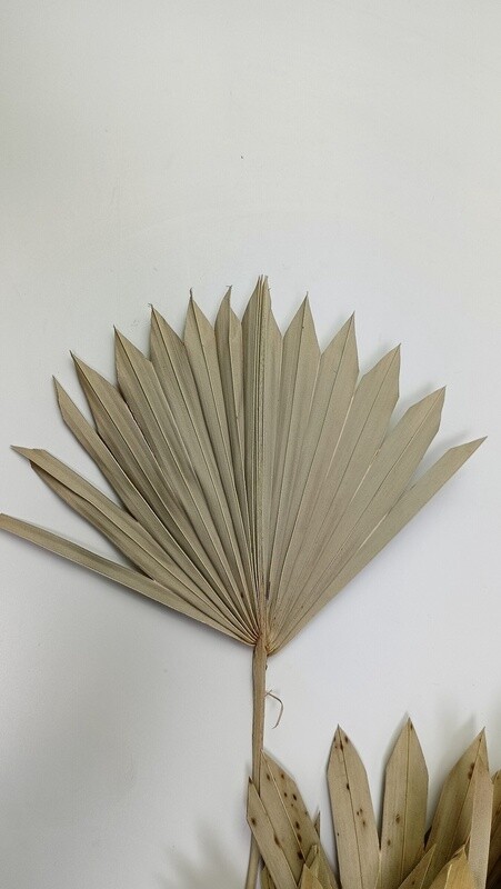 SUN Spear Naturel Mini SUN Spear Naturel Mini