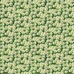 Sunshine Harvest Daisies