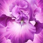 Lush Magenta Iris 44&quot; Panel