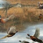 Wild Pheasants Scenic
