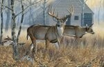 Whitetail Woods 28&quot; Panel