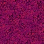 Vineyard Light Wine Grapes