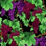 Vineyard Wine Grapevine