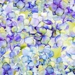 Patricia Hydrangea Purple