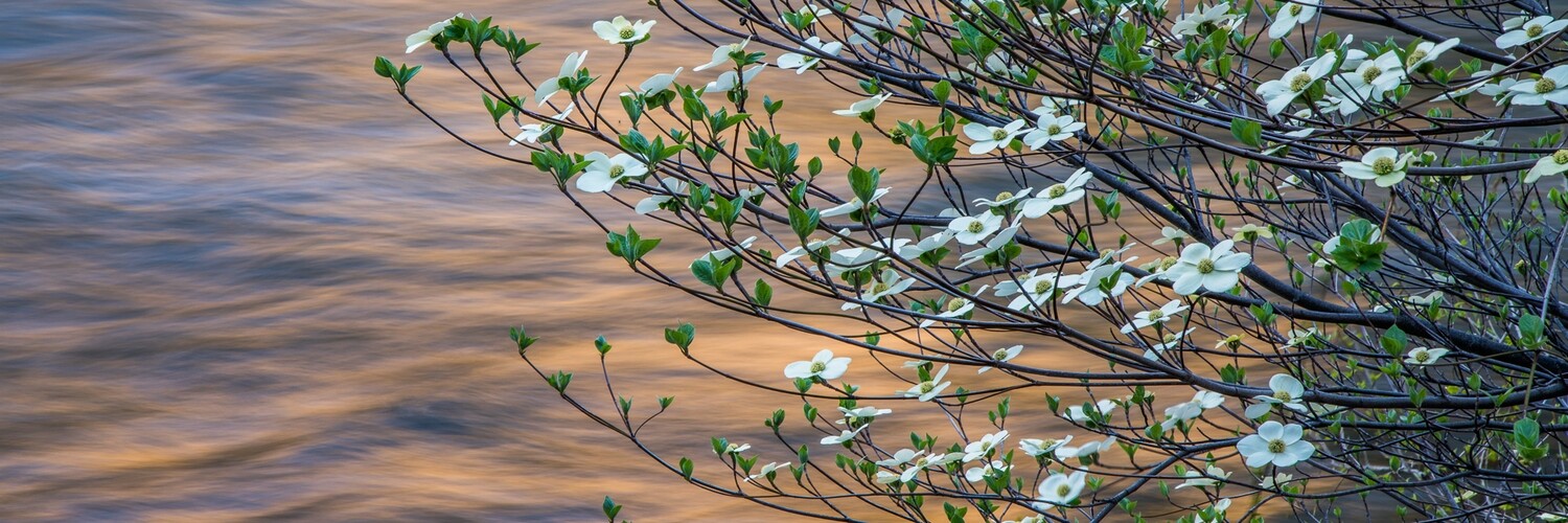 Dogwoods and the Merced